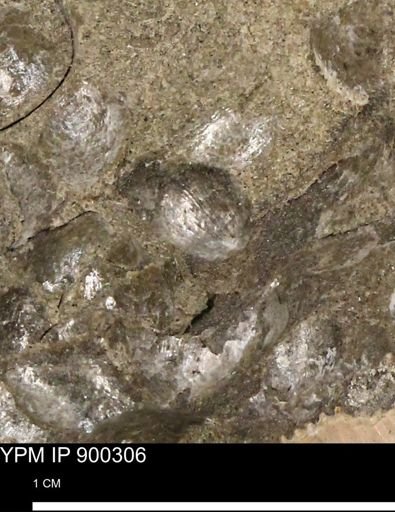 Anomia gryphorhyncha
