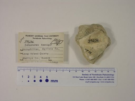 Teleoceras fossiger