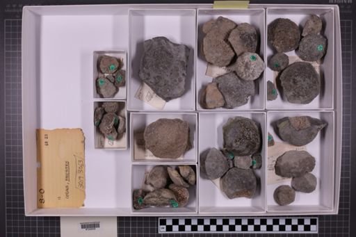 mixed taxa, stratigraphic collection