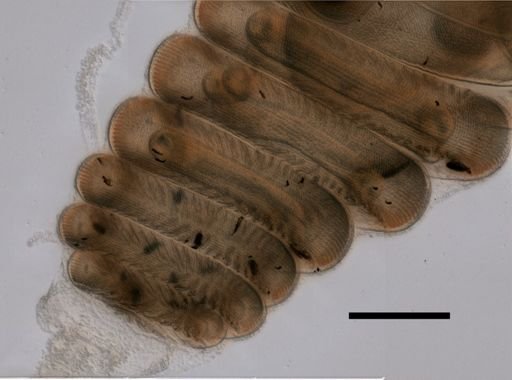 Lychnagalma utricularia