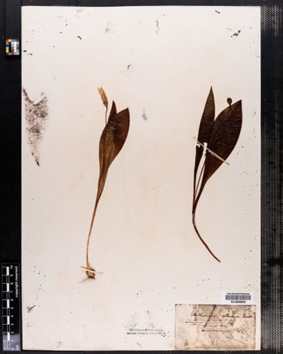 Erythronium albidum