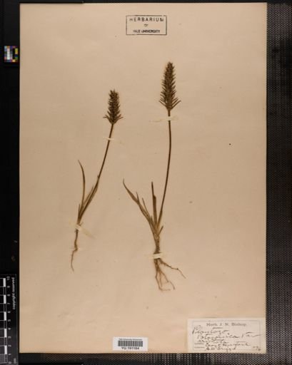 Plantae