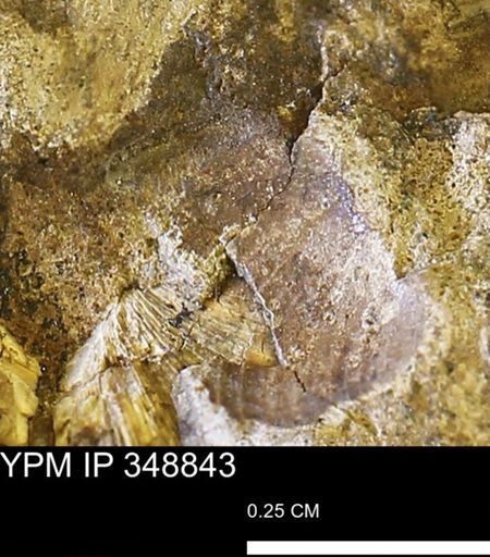 undet. Bivalvia