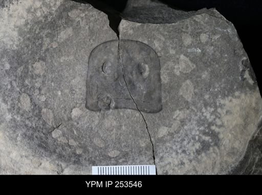 undet. Brachiopoda