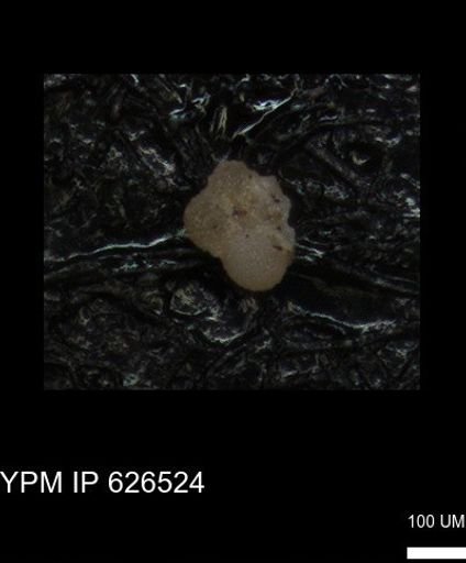 undet. Foraminiferida