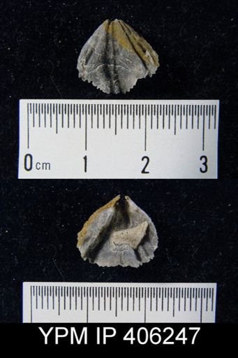 undet. Rhynchonellida
