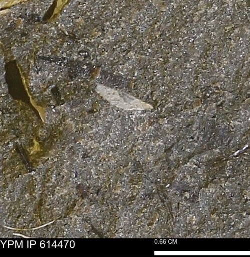 Mollusca