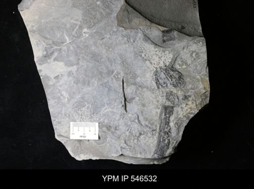 undet. Eurypterida