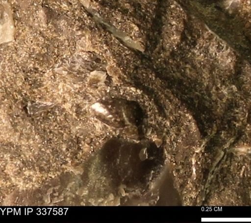 undet. Mollusca