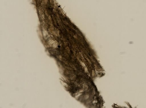 Hymeniacidon sinapium?