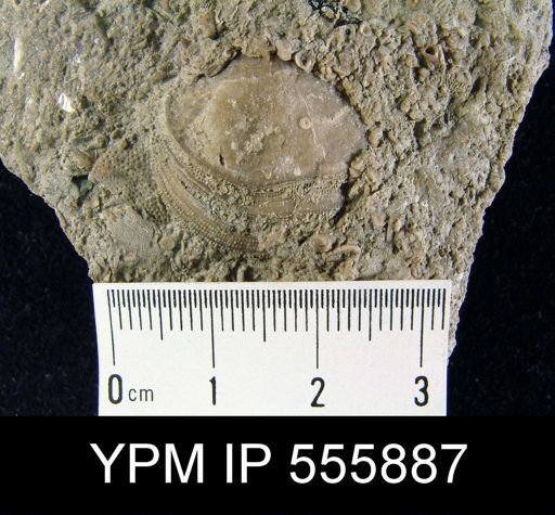 undet. Brachiopoda