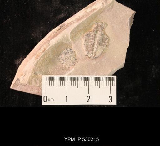 Elrathia kingi