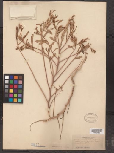 Cakile edentula