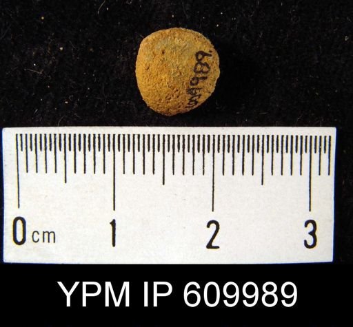 Uncinulus cf. gordoni