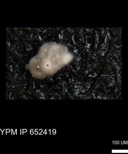 undet. Heterohelicidae