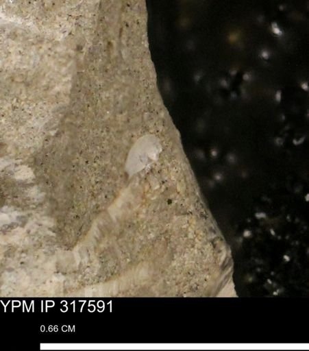 undet. Bivalvia