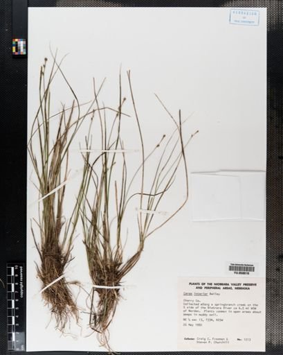 Carex interior