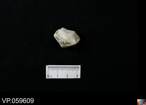 Ptychodus mortoni?