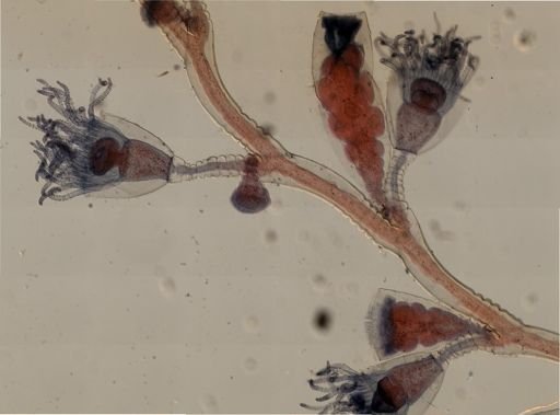 Campanularia flexuosa
