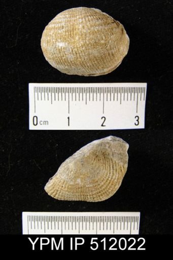 Eomarginifera?