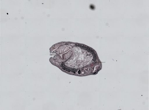 Plagiostomum cinctum