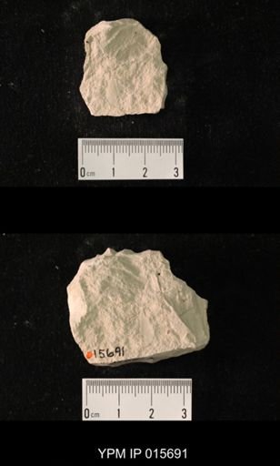 Pycnoblattina curvata