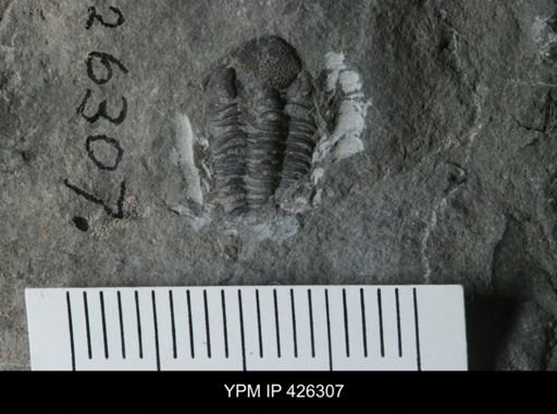 Eldredgeops sp.