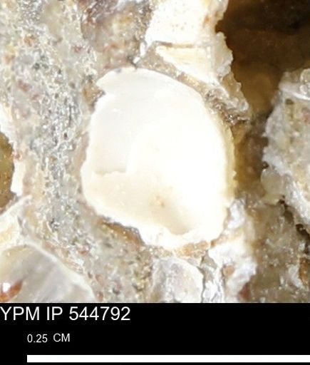 Corbulamella gregaria