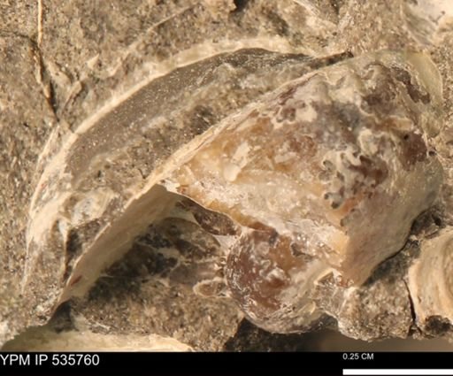 undet. Scaphitidae