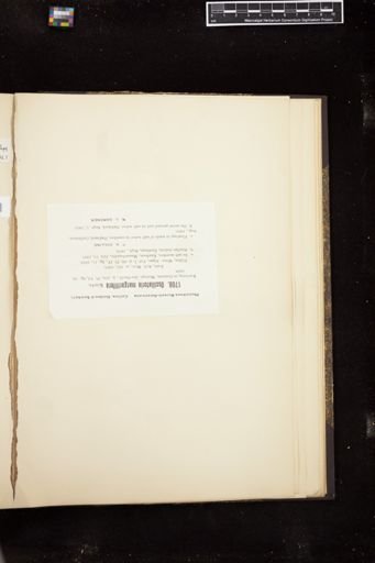 Oscillatoria margaritifera