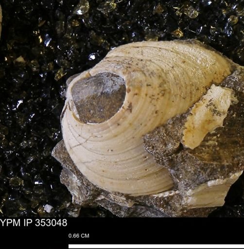 Limopsis striatopunctatus