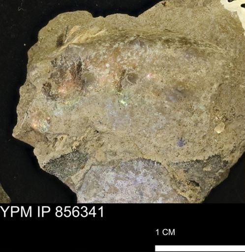 Ammonoidea?