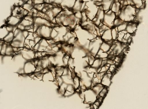 Agelas dilatata