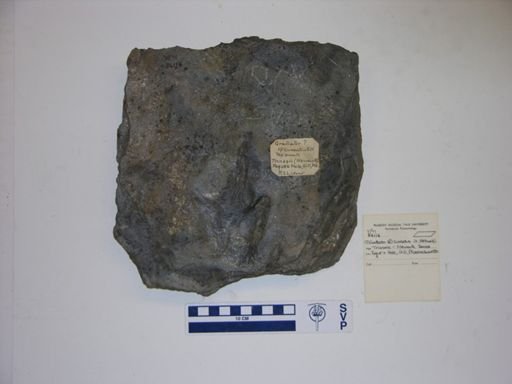 Grallator cf. cuneatus