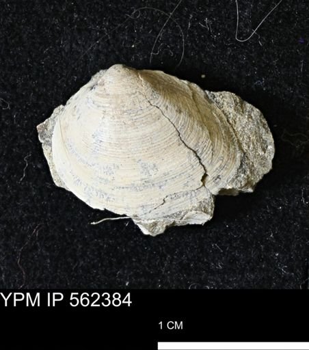 Limopsis striatopunctatus