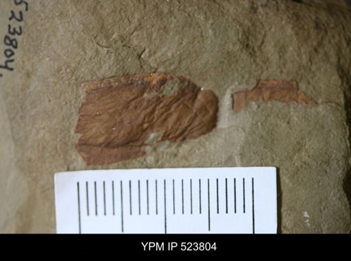 undet. Arthropoda