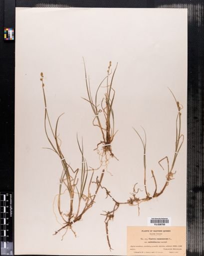 Plantae