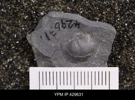 Devonochonetes sp.