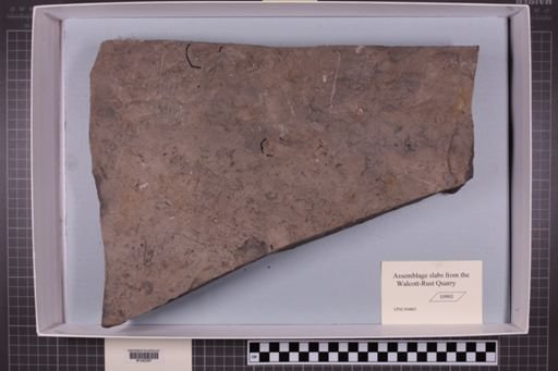 mixed taxa, stratigraphic collection