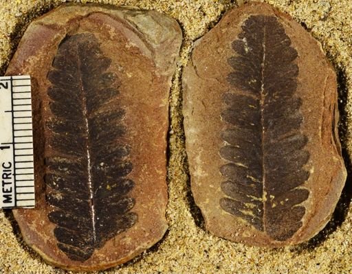 Pecopteris sp.