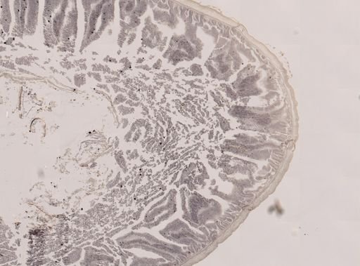 Eimeria meleagrimitis