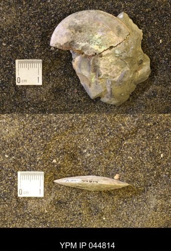 Sphenodiscus lenticularis