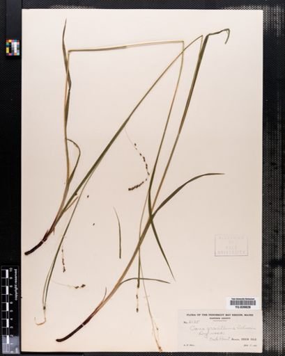 Carex gracillima
