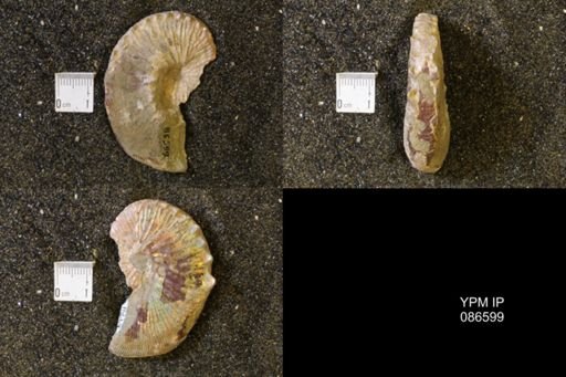 Hoploscaphites sp.