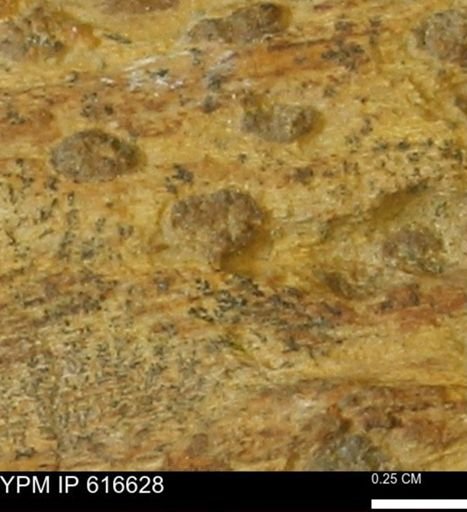 Teredo sp.