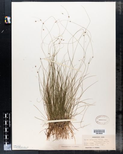 Plantae