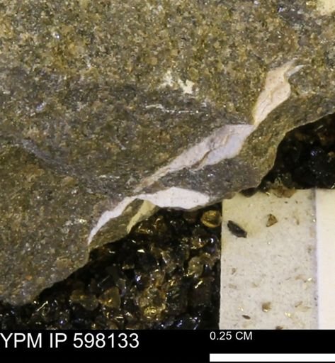 Limopsis striatopunctatus