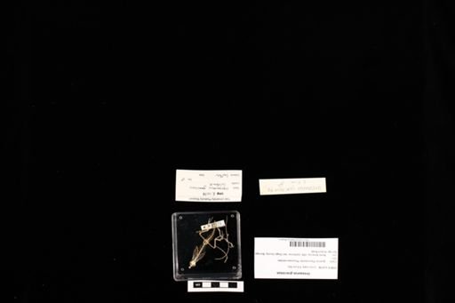 Urosaurus graciosus