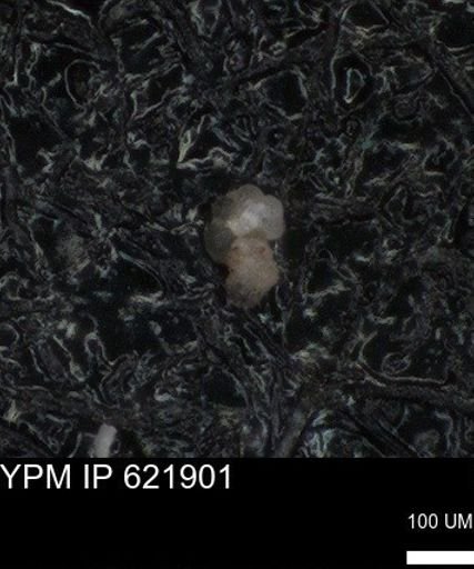 undet. Foraminiferida