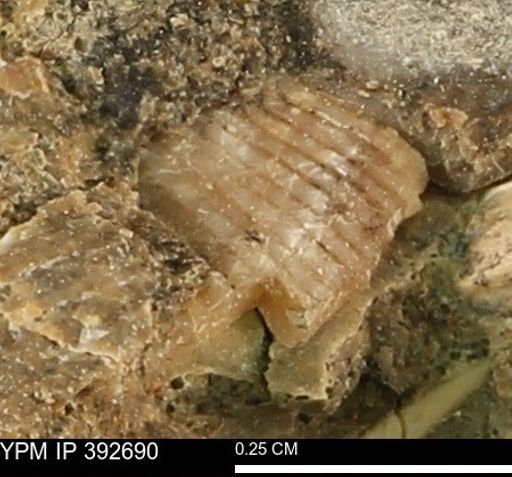 undet. Mollusca